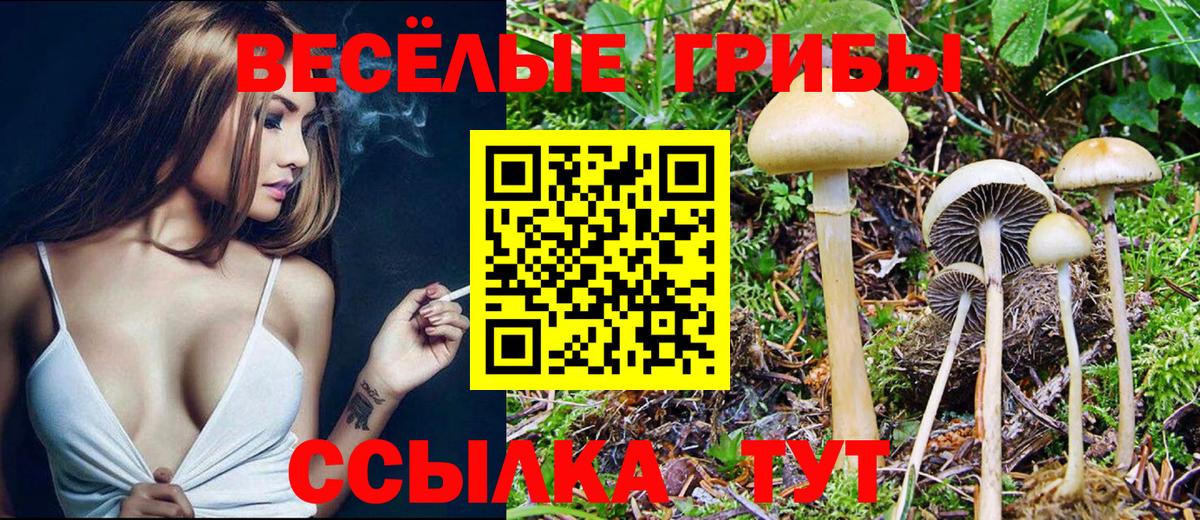 как найти   Псилоцибиновые грибы Psilocybe  Вход с VPN  Канск 
